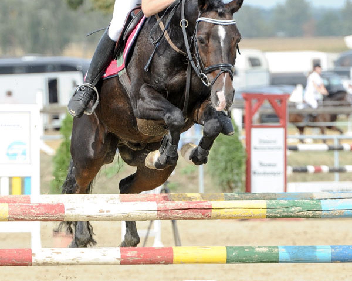 Springpferd Donaro (Deutsches Reitpony, 2004, von Da Vinci R)