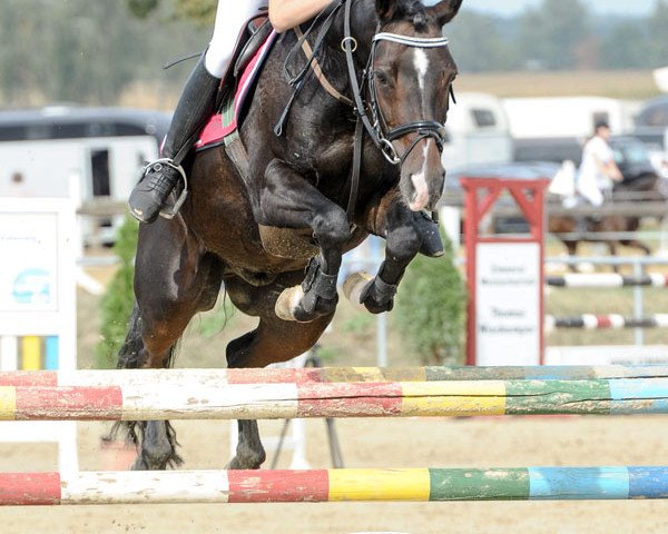 Springpferd Donaro (Deutsches Reitpony, 2004, von Da Vinci R)