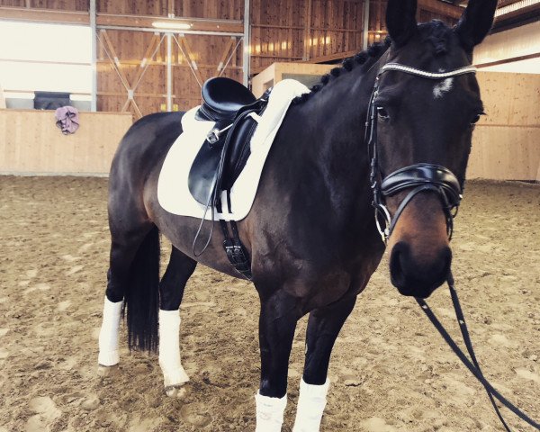 horse Elaine 38 (KWPN (Royal Dutch Sporthorse), 2009, from Tuschinski)