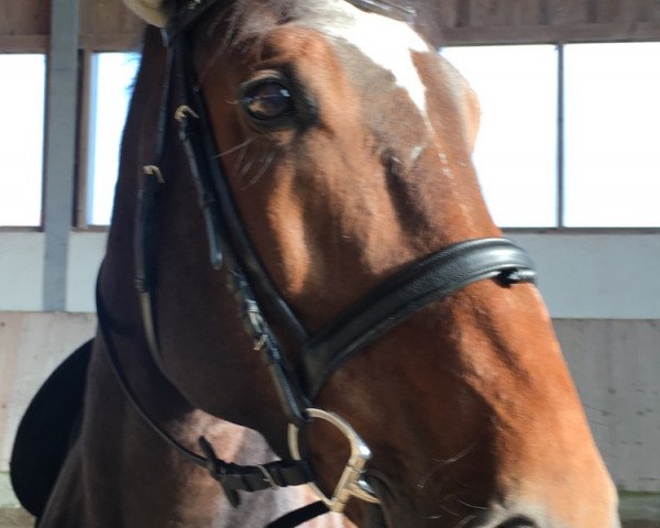 Pferd King Loui (Ungarisches Warmblut, 2007, von Der Kleine Lord)