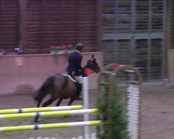Reitturnier Mannheim-Neckarau 2018
