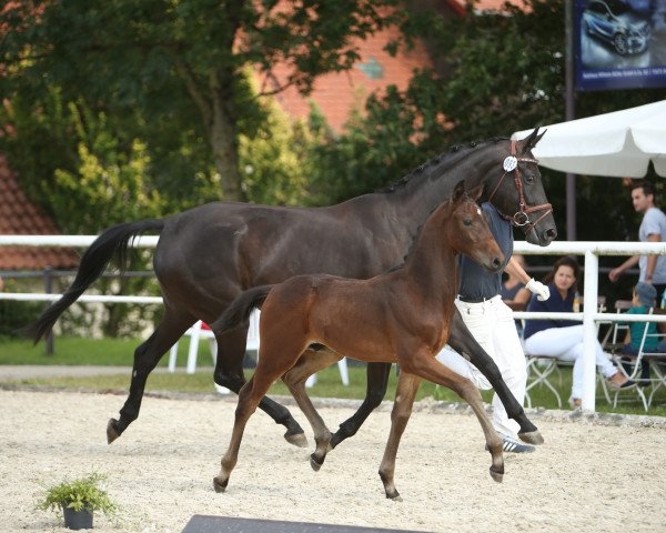 broodmare Hot Chocolate (Württemberger, 2011, from Hot Spirit)