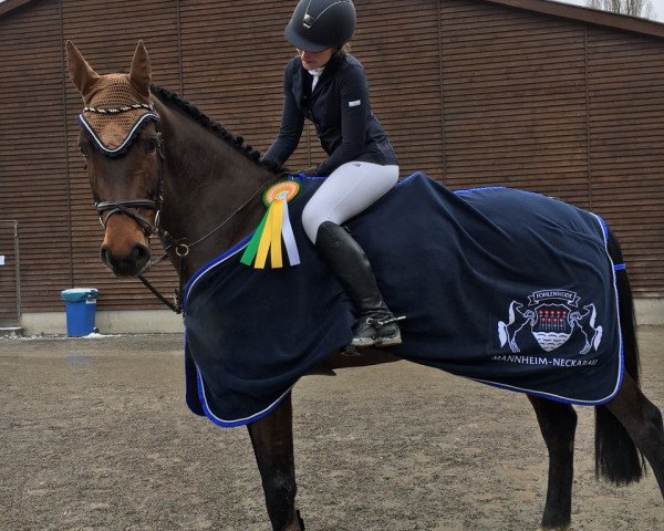 jumper Honey 111 (KWPN (Royal Dutch Sporthorse), 2012, from Quasimodo Z)