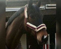 dressage horse Sky is the Limit RFB (Westphalian, 2012, from Silbermond)