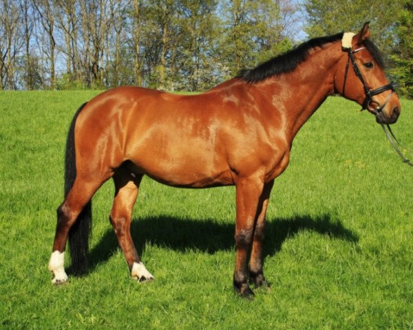 horse Cinzano 54 (Westphalian, 2003, from Con Capitol)