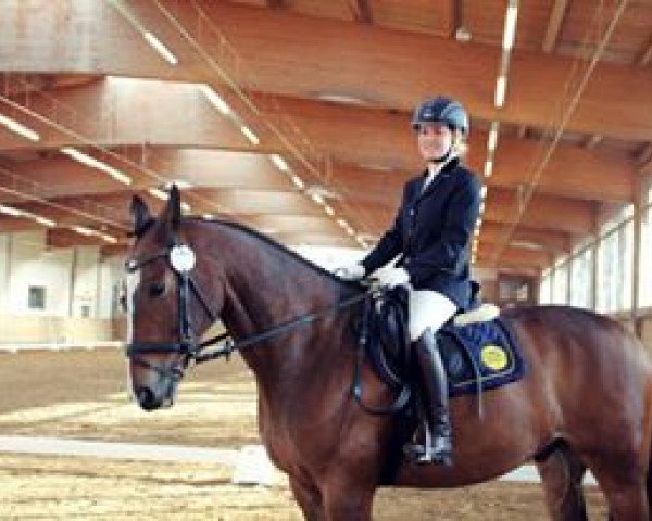 dressage horse Vivallo 2 (KWPN (Royal Dutch Sporthorse), 2003, from Voltaire)