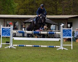 Zuchtstute Bella-Lu Concinnity (Polnisches Warmblut, 2010, von Balou du Rouet)