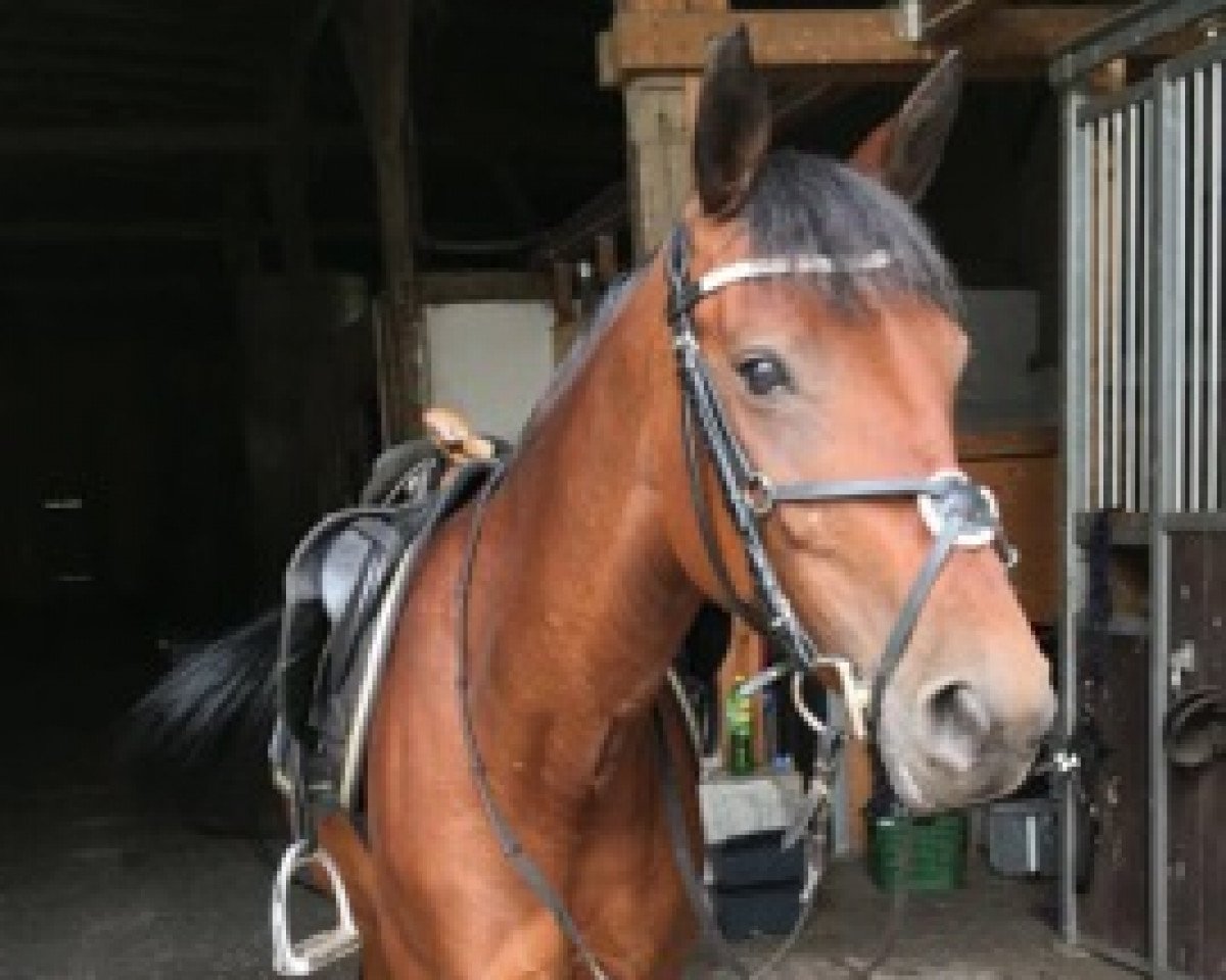 Springpferd Ginger 833 (Pony ohne Rassebezeichnung, 2008)