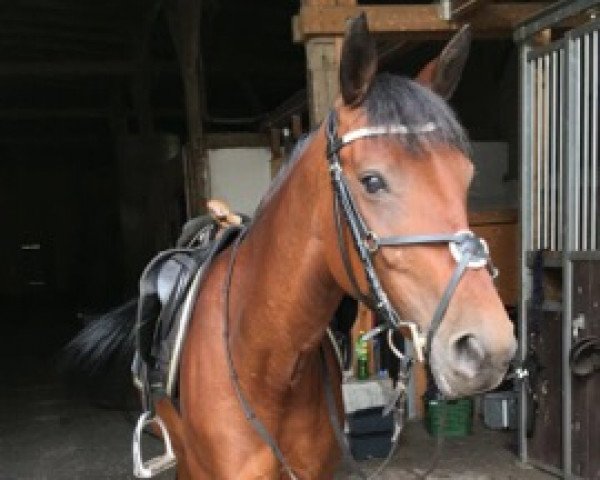 Springpferd Ginger 833 (Pony ohne Rassebezeichnung, 2008)