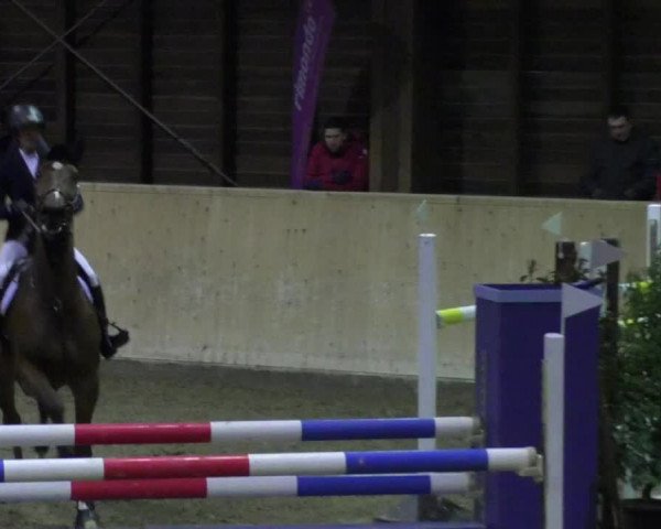 Reitturnier Mannheim-Neckarau 2018