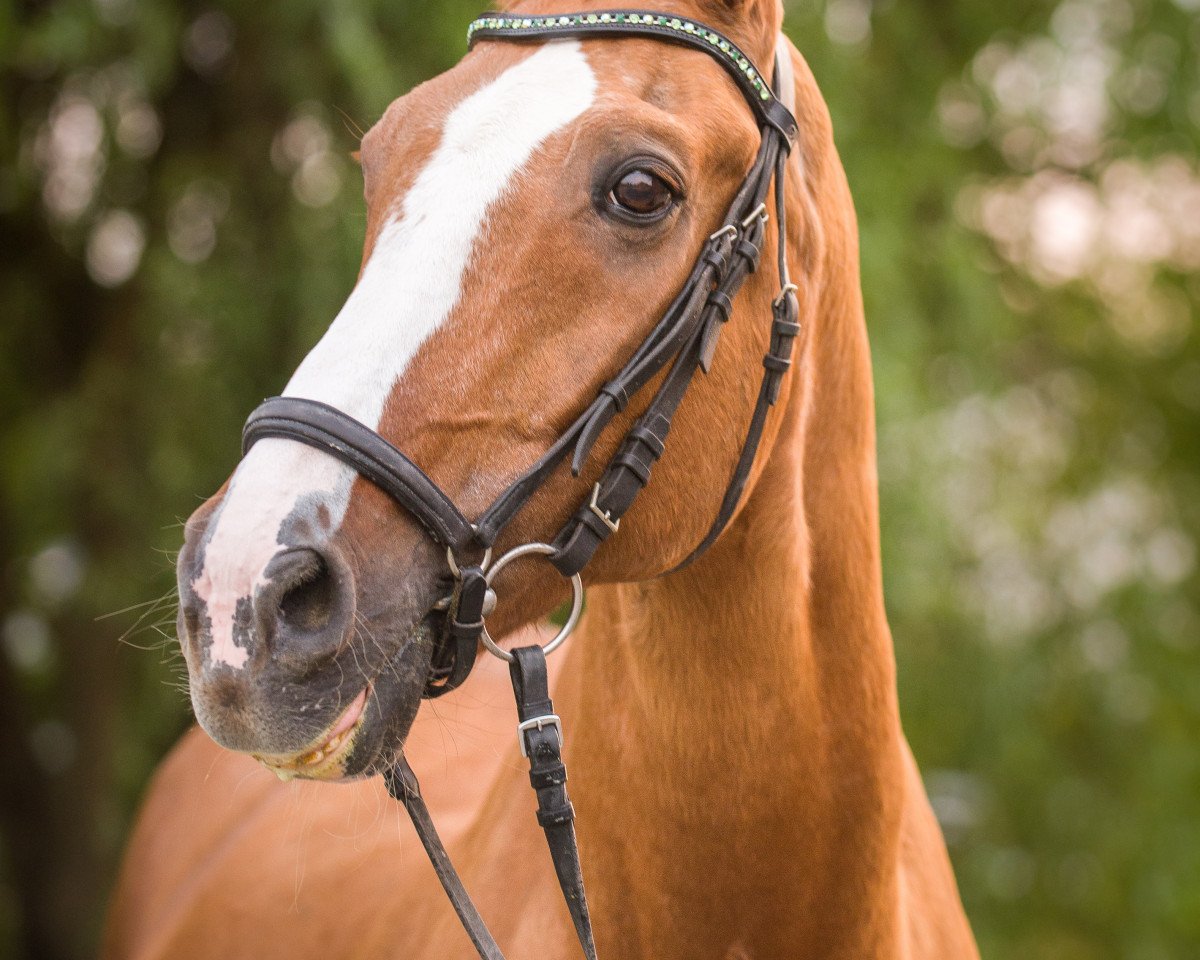 horse Barbarossa A (Rhinelander, 1990, from Boss)