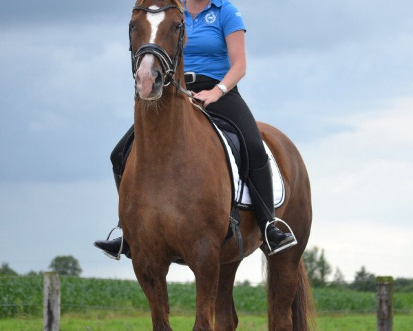 dressage horse Lars (Hanoverian, 2007, from Laureano)