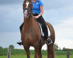 dressage horse Lars (Hanoverian, 2007, from Laureano)