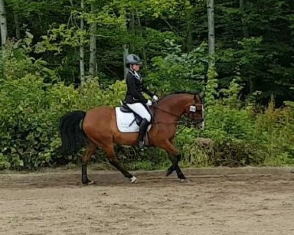 dressage horse Otis (New Forest Pony, 1997, from Feldhof's Orator)
