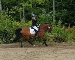 dressage horse Otis (New Forest Pony, 1997, from Feldhof's Orator)