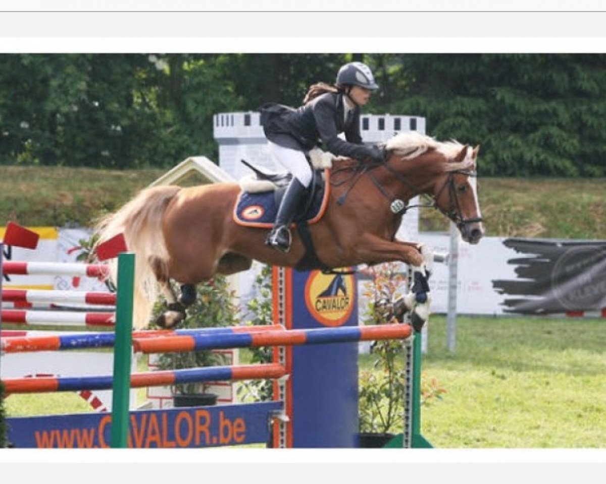 Deckhengst Pilatus (Deutsches Reitpony, 2001, von Coelenhage's Purioso)