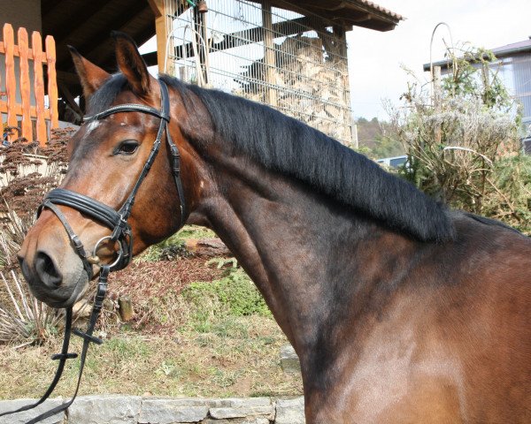 horse Carlo (Hanoverian, 2012, from Carlucci 13)