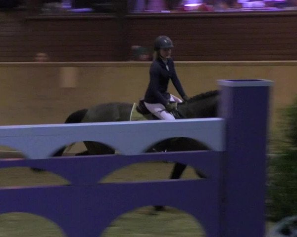 Reitturnier Mannheim-Neckarau 2018