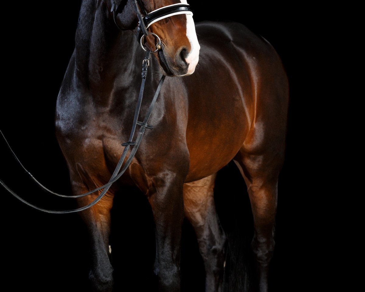 stallion Contendor (Oldenburg, 2003, from Contendro I)