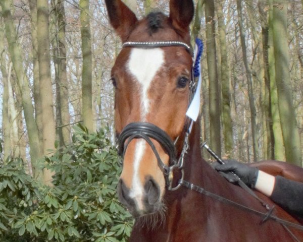 dressage horse Forever Magic (Westphalian, 2014, from Farbenspiel)
