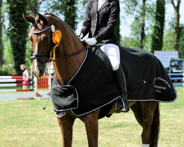 broodmare Shania 30 (Oldenburg, 2009, from Sarkozy 3)