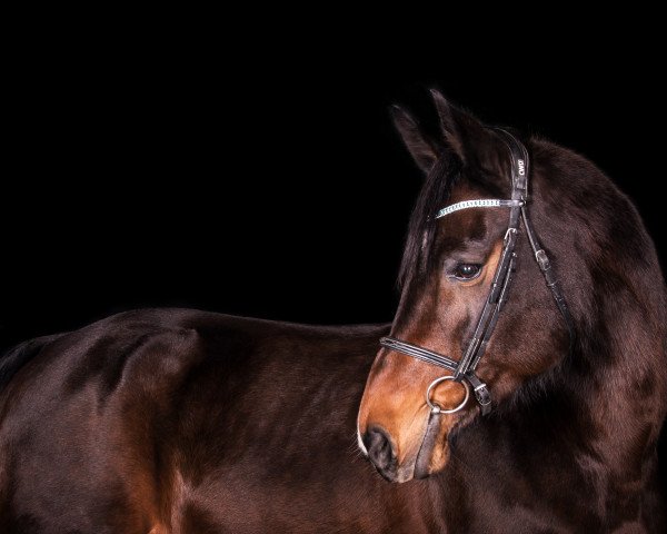 broodmare Ricarda XIV (Holsteiner, 2001, from Loutano)