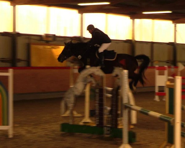 Reitturnier Groß Schönebeck - Reitstall Böse 2018