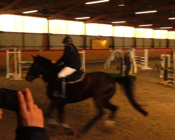 Reitturnier Groß Schönebeck - Reitstall Böse 2018