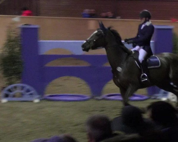 Reitturnier Mannheim-Neckarau 2018