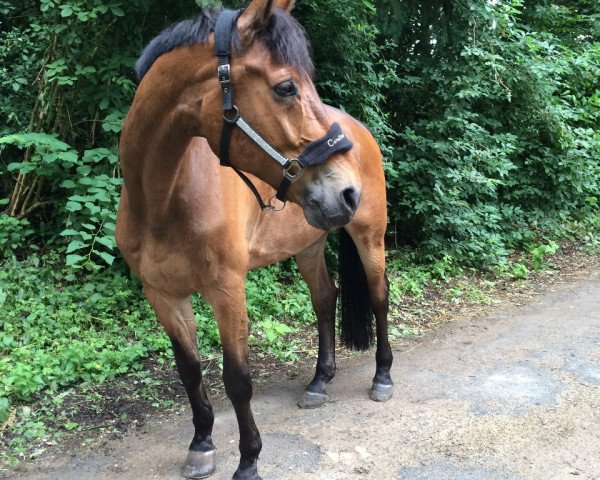 jumper Carino 327 (Hanoverian, 1998, from Carismo II 123 FIN)