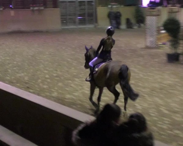 Reitturnier Mannheim-Neckarau 2018