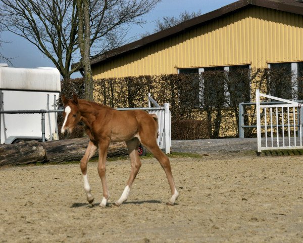 horse Q** (Hanoverian, 2018, from Quantensprung 3)