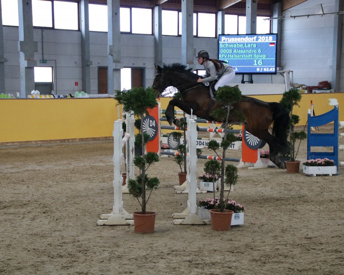 jumper Alesandro (Hanoverian, 2006, from Adlantus As FRH)
