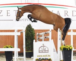 stallion Aranykapu Sancasall (Holsteiner, 2015, from Sandro Boy)