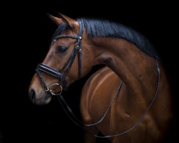 Pferd Cosmic Codex (Westfale, 2011, von Cayetano L)