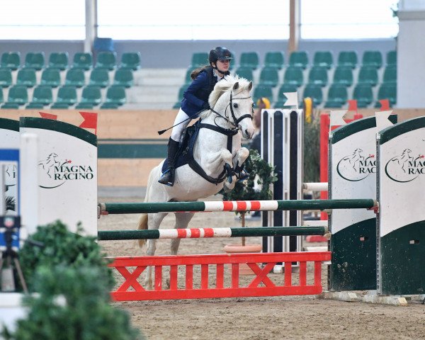 Springpferd Pascherwinkel Wero (Deutsches Reitpony, 2004, von Wengelo's Nelson)