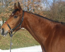 broodmare Waldeva (Zweibrücken, 2009, from Waldes)