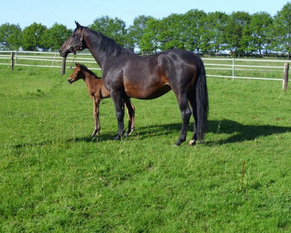 broodmare Patricia (Hanoverian, 1997, from Prestige Pilot)