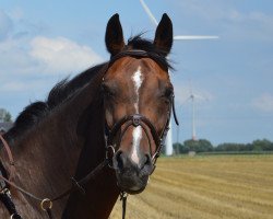 Springpferd Choccochino (Hannoveraner, 2003, von Contendro I)