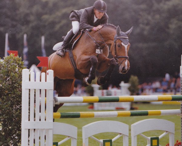 broodmare Lady Angela (Holsteiner, 1996, from Latus II) broodmare Lady Angela (Holsteiner, 1996, from Latus II)