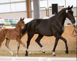 broodmare Shades of Grey 3 (Hanoverian, 2012, from Stakko)