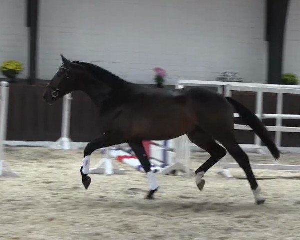 horse Hans Justus (German Sport Horse, 2015, from Herakles TSF)