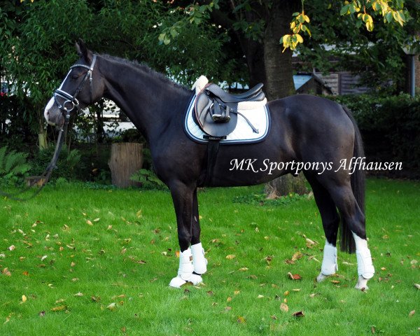Pferd Nobel Noir (Deutsches Reitpony, 2012, von Novalis T)