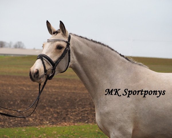 broodmare Vinja (German Riding Pony, 2014, from New Delight)