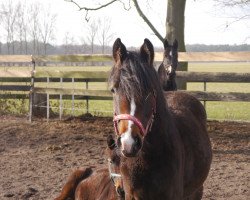 Pferd Insomnia (Westfale, 2017, von Future Dream)
