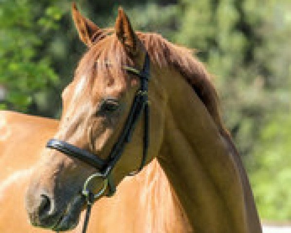 jumper Salvation H (Czech Warmblood, 2012, from Indoctro II)