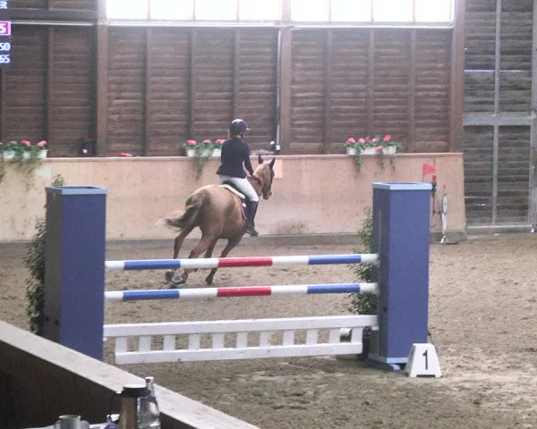 Reitturnier Mannheim-Neckarau 2018