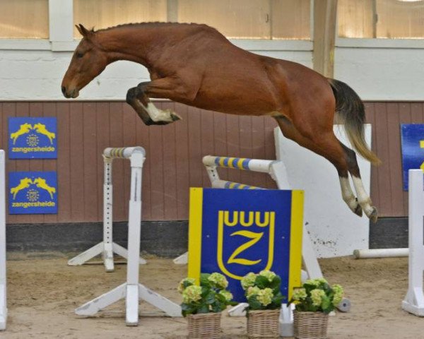 horse Kerosen d'Elifine Z (Zangersheide riding horse,  , from Kafka vd Heffinck)