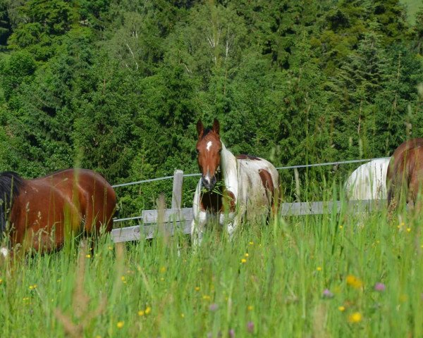horse Waikiki Diamond (Pinto / Hunter, 2014, from Samico F)