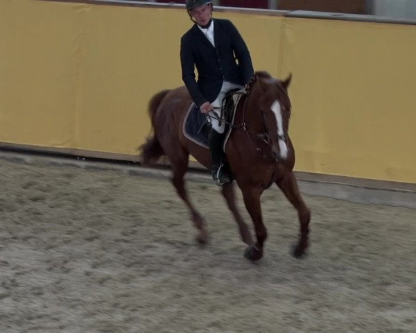 Reitturnier Prussendorf 2018